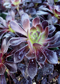 Aeonium atropurpureum 'Zwartkop'